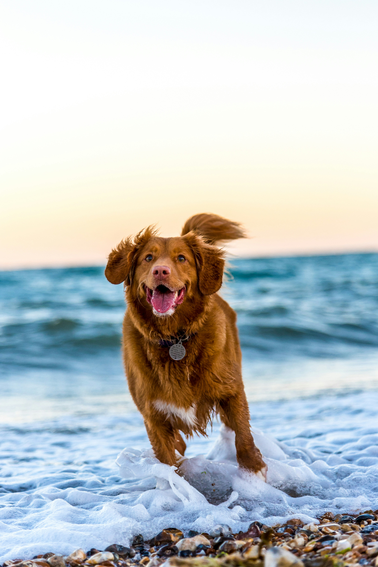 Happy rescue dog