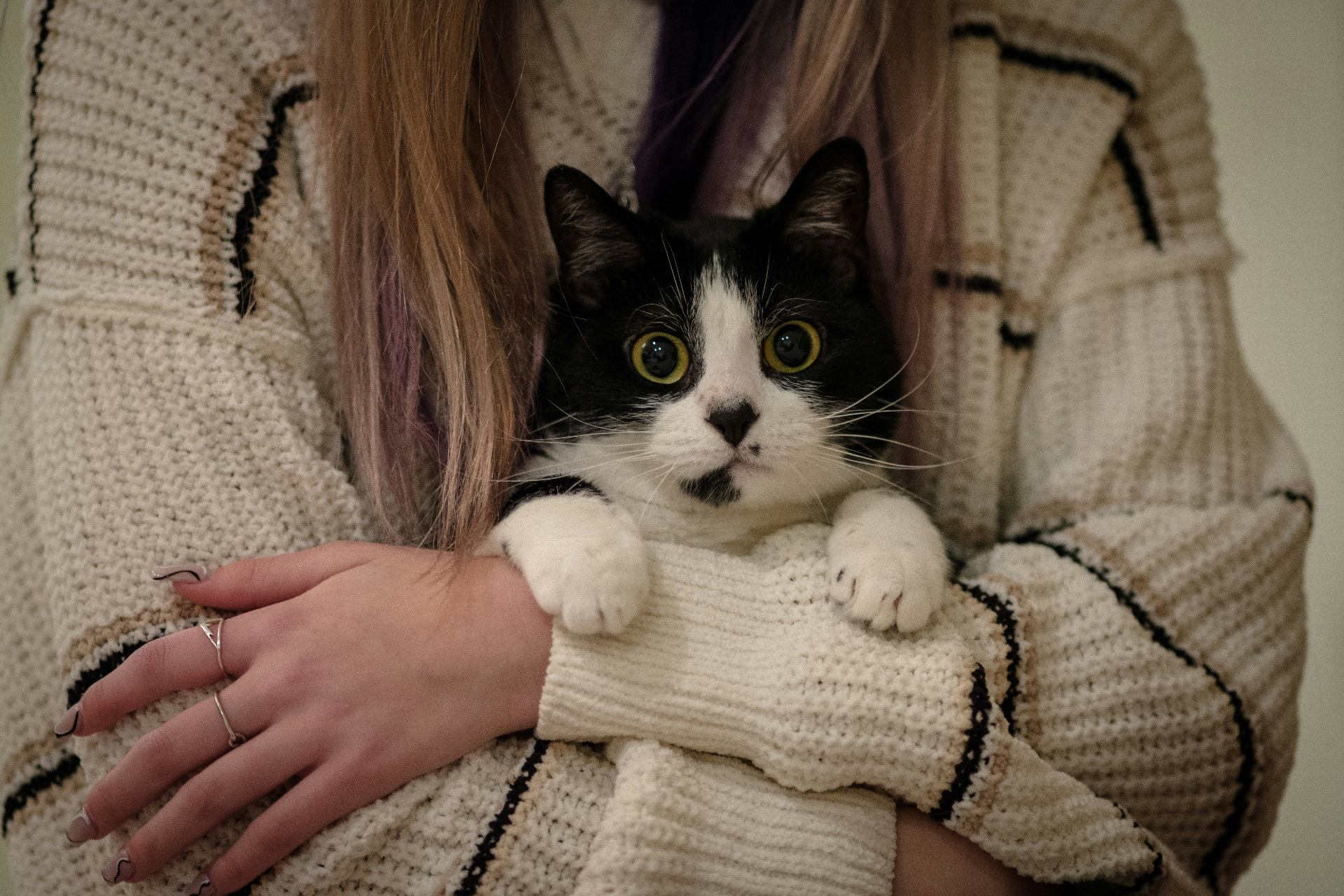 Tabby kitten in foster care